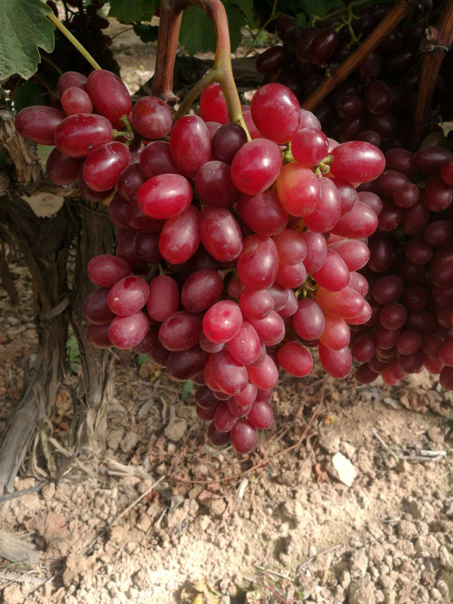 宾川红提葡萄种苗哪儿能买到