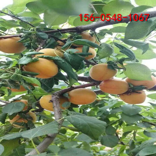 2公分杏樹苗4-5公分杏樹苗-珍珠油杏樹苗木基地