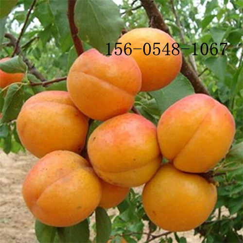 3公分杏樹苗價格8-9-10公分杏樹-6公分杏樹價格