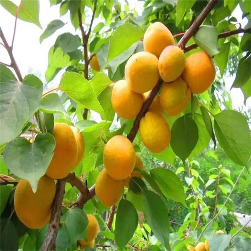 12公分山杏树成活率高15公分山杏杏树种植基地