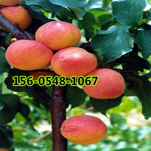 15公分山杏价格18、20、25公分山杏根系发达