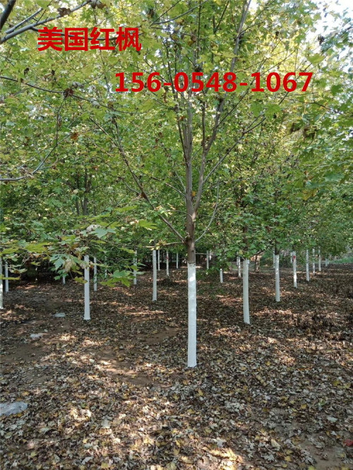 十月光辉红枫苗木10-12-15公分美国红枫-量
