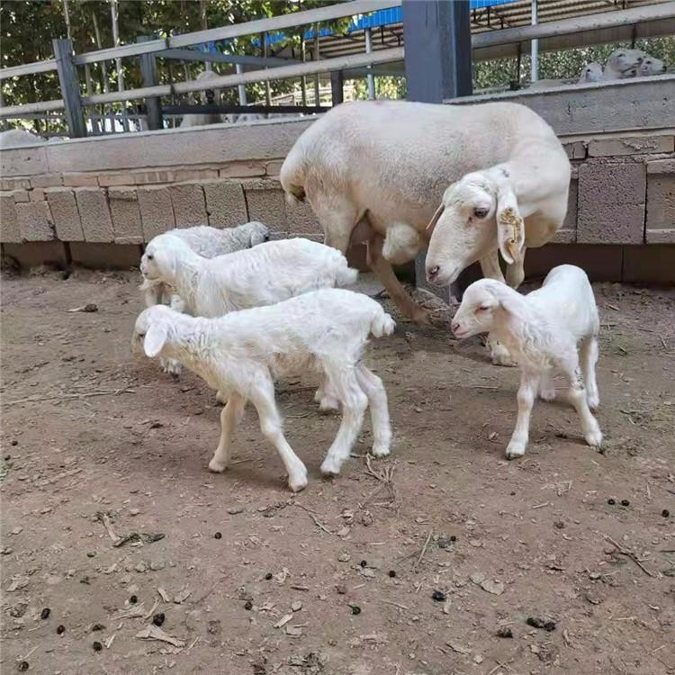 供应新疆哪里有多胎澳寒改良杂交怀孕母羊养殖场