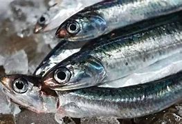 日本鳀魚進口報關清關代理操作